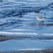 Phalarope à bec large en Loire-Atlantique